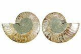 Cut & Polished Crystal-Filled Ammonite Fossil - Madagascar #354117-1